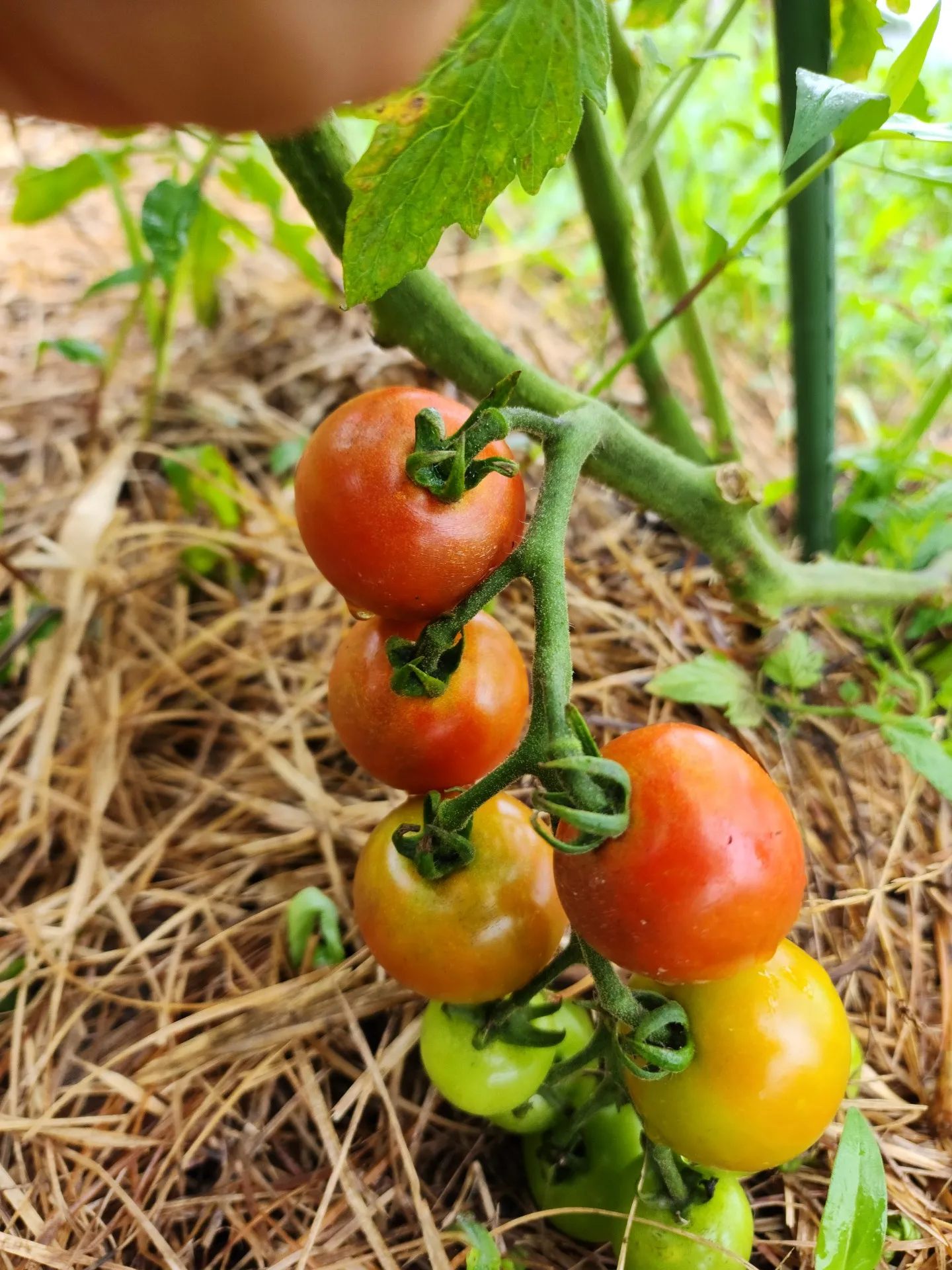 季節の野菜