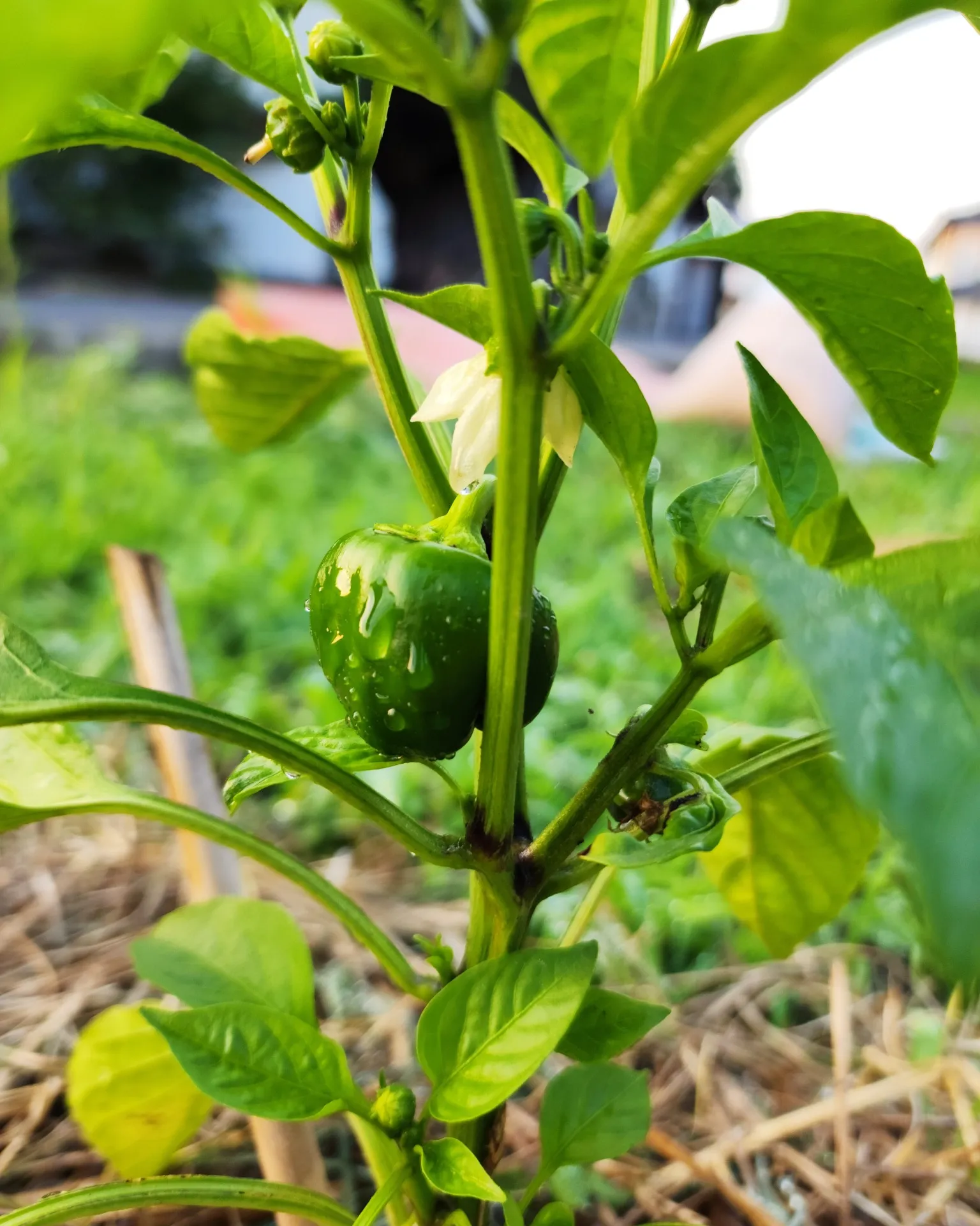 季節の野菜