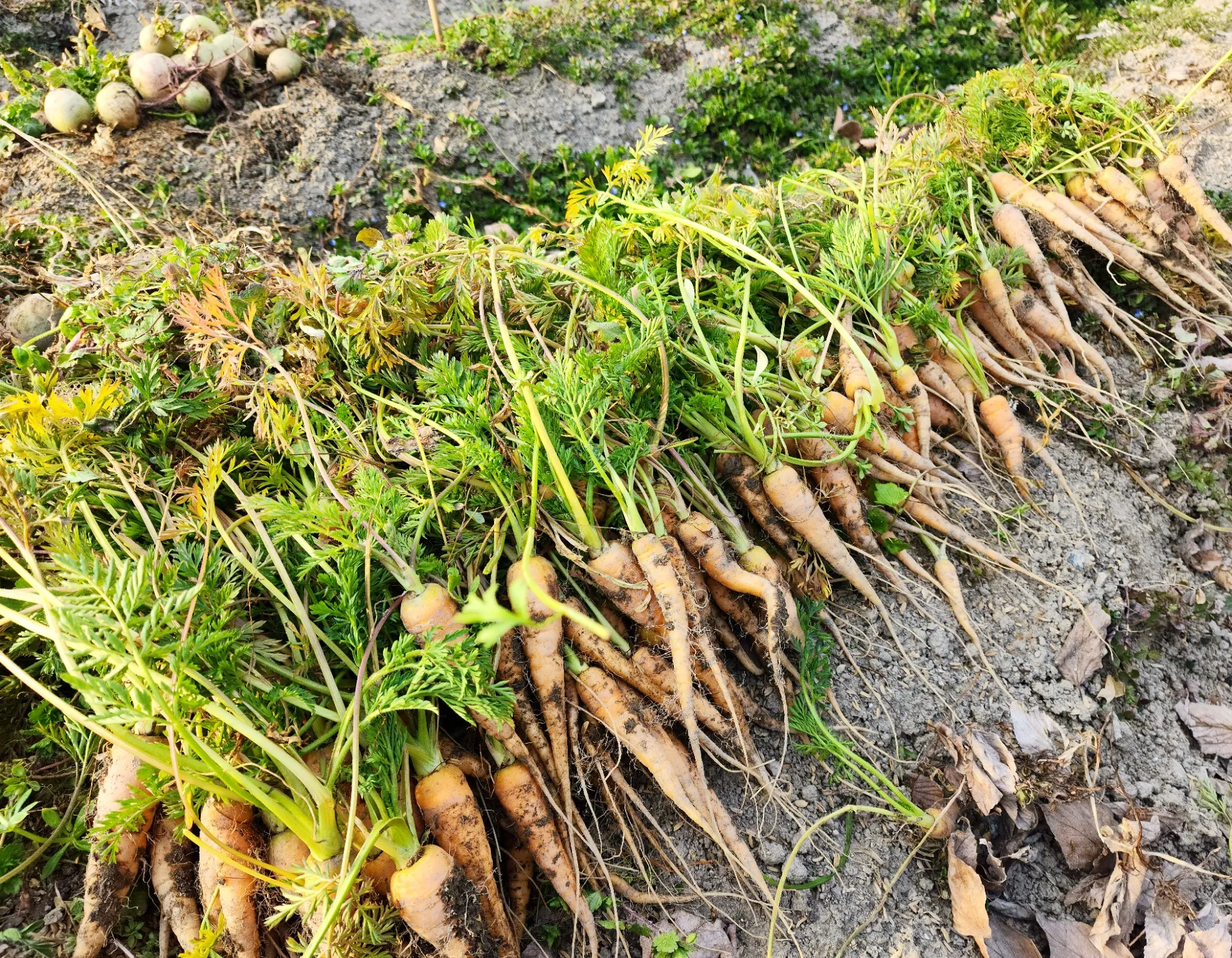 季節の野菜