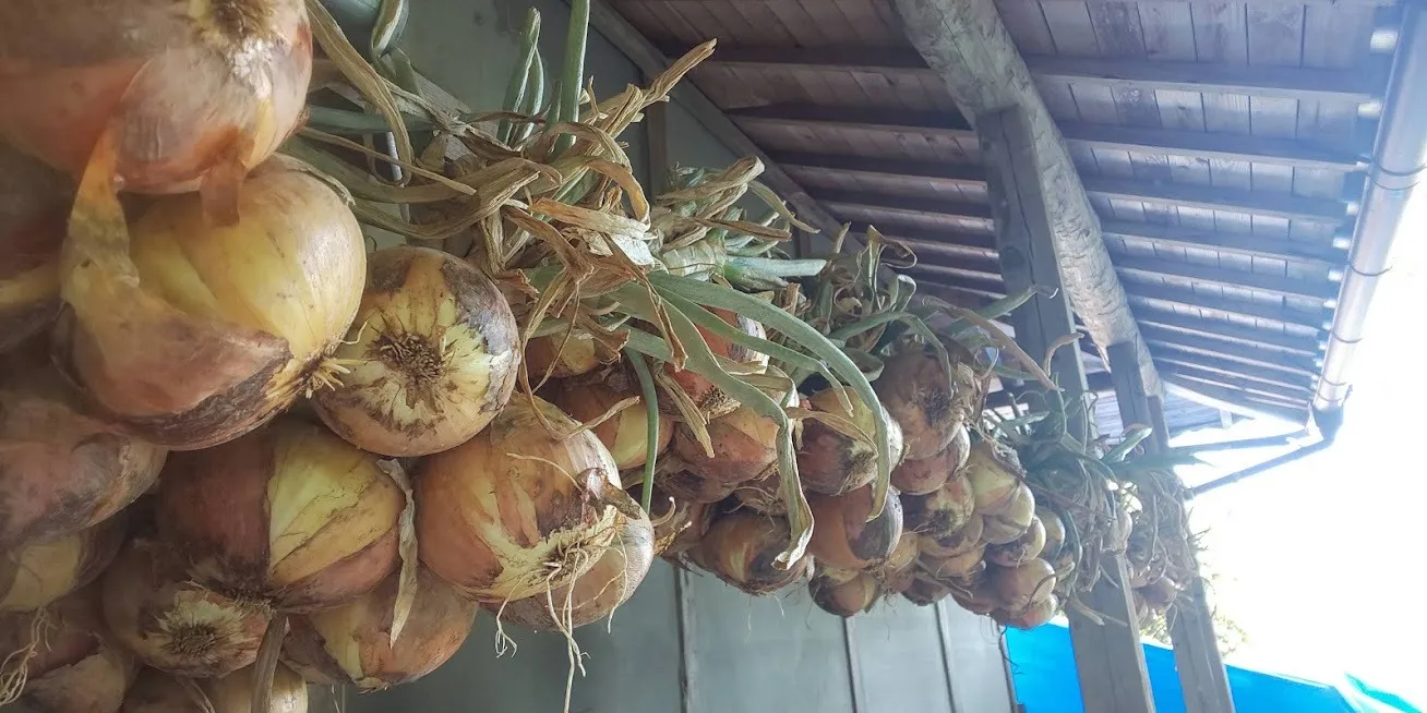 季節の野菜