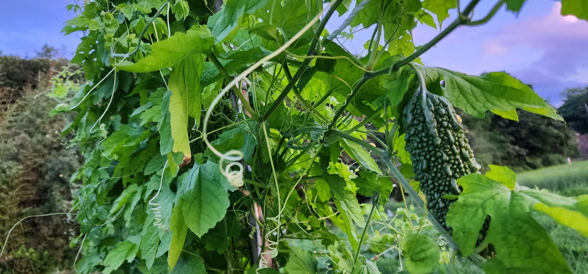 家庭食堂ROOF