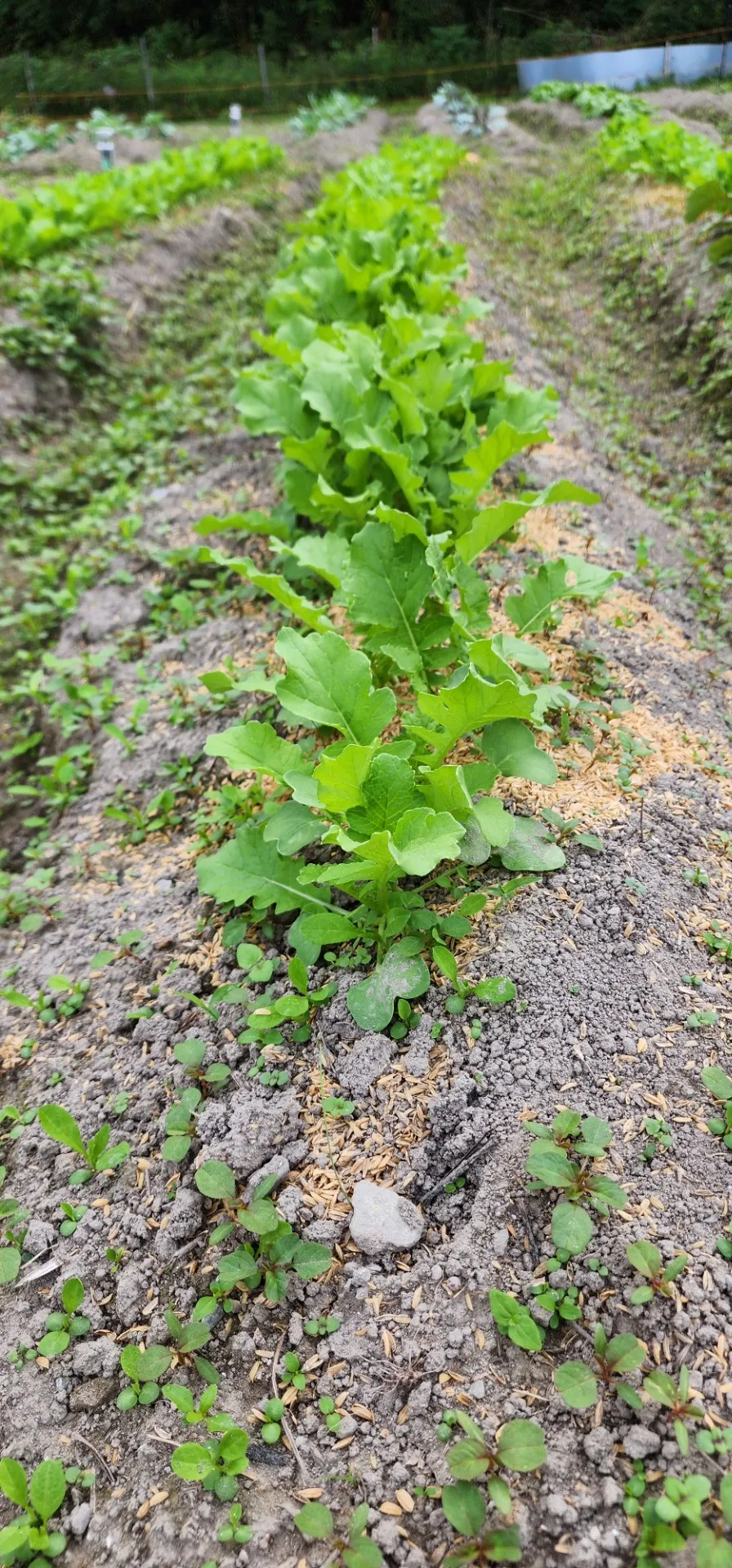 大根すくすく