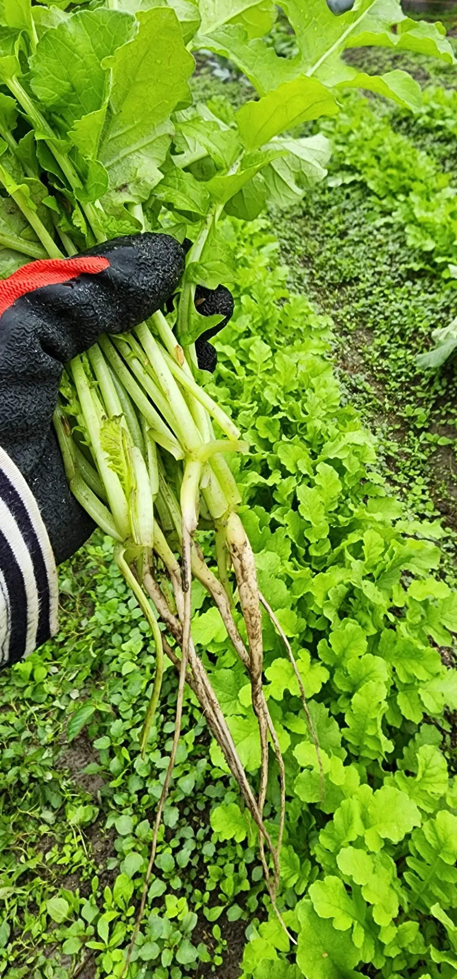 チョー貴重！間引きな野菜