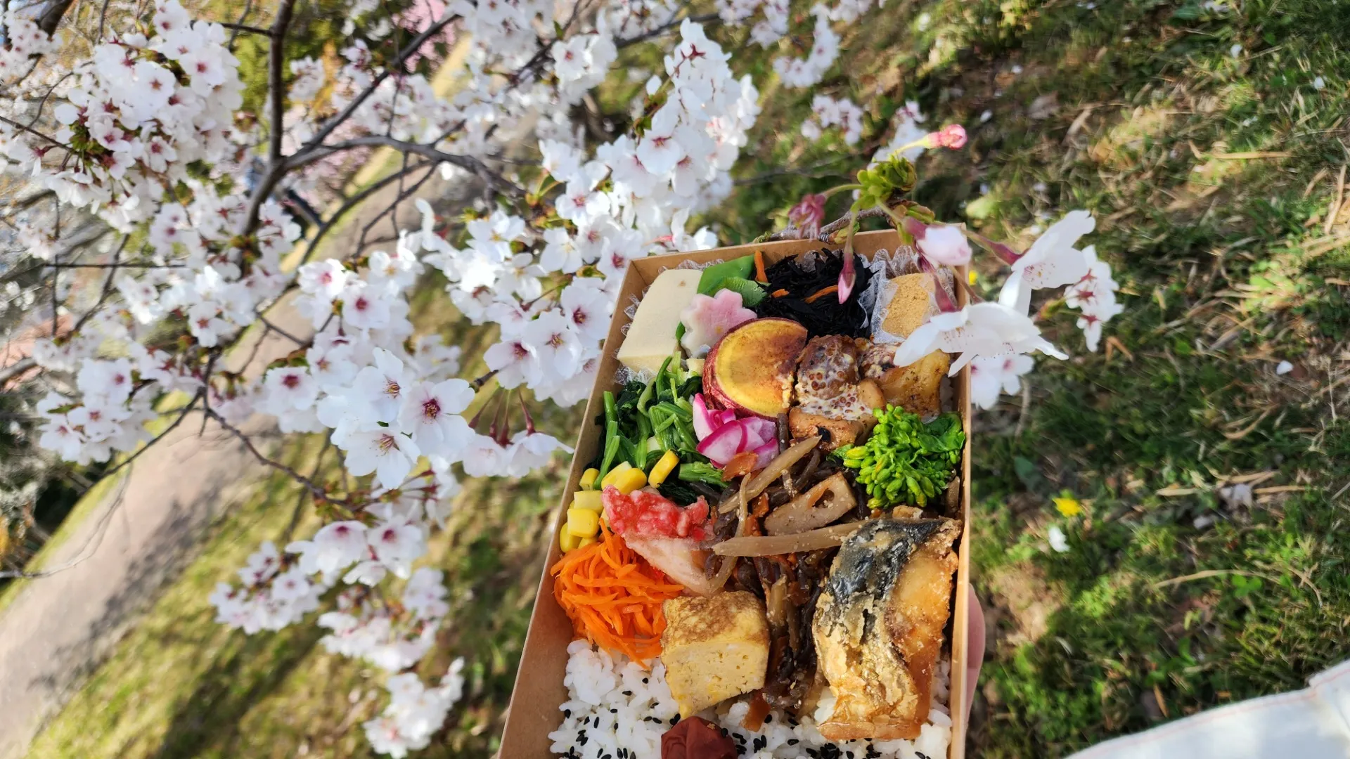 お花見シーズンを振り返って