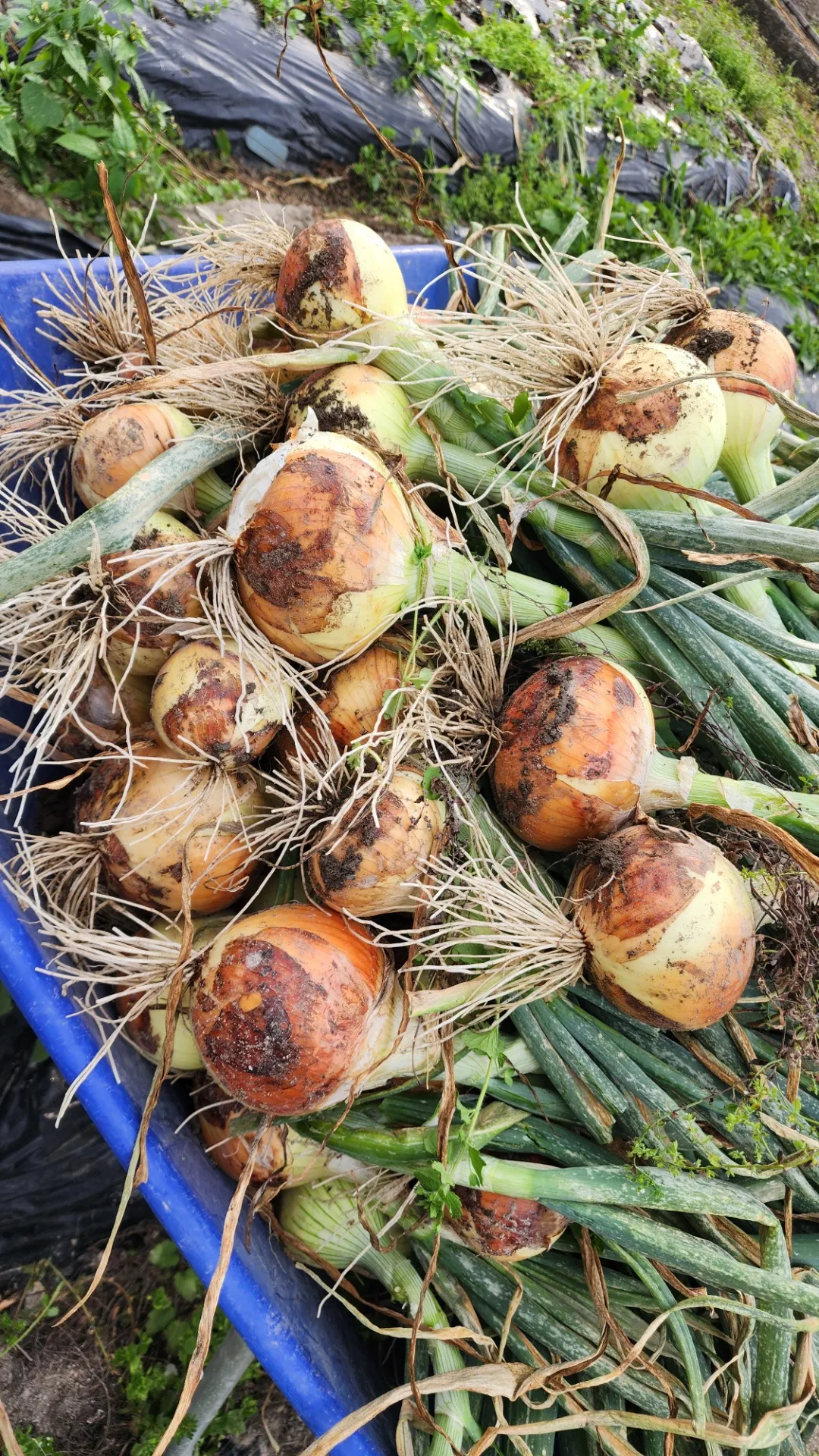 玉葱。大成功ーーー